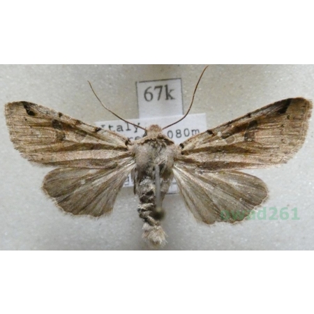 Agrochola meridionalis (Staudinger, 1871) Italy67k
